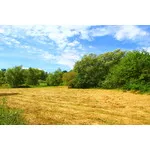 Bieszczady 2019 - Bieszczadzka Kolejka Leśna