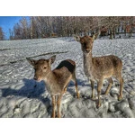 Ustroń 2020 - Leśny Park Niespodzianek