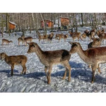 Ustroń 2020 - Leśny Park Niespodzianek