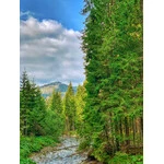 Dolina Chochołowska 2020